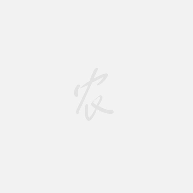 土蜂蜜 桶装 2年以上 98%